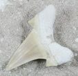 Otodus Shark Tooth Fossil In Rock - Eocene #56432-1
